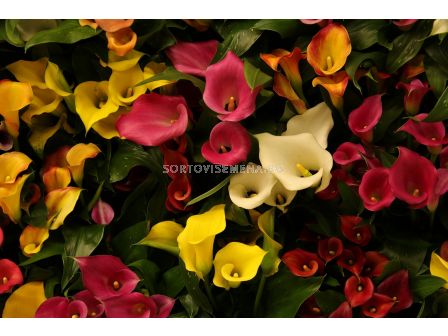 РАЗПРОДАЖБА НА КАЛА - 10 БР.(МИКС) ЗА 25 ЛВ.