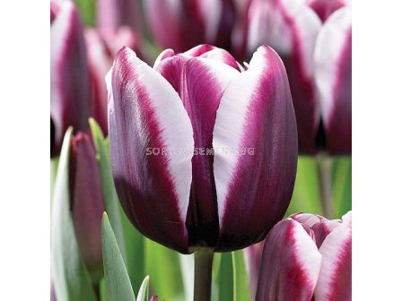 Лале/ Tulipa Fontainebleau - 1 бр. - 1