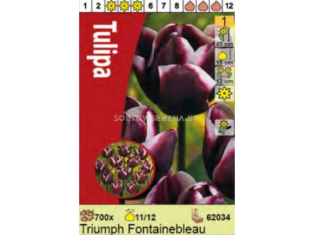 Лале/ Tulipa Fontainebleau - 1 бр. - 2