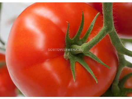 Семена домати Форенза F1, хидропоника -  Forenza F1 - 500 бр. семена