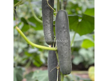 Семена краставици ФОРЕСТ - 30 семена