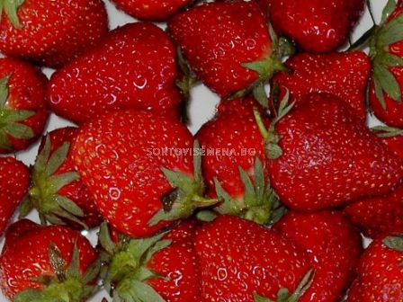 Ягоди DARSELECT, размер А+