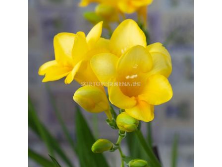 Фрезия жълта/ Freesia single yellow - 1 бр.