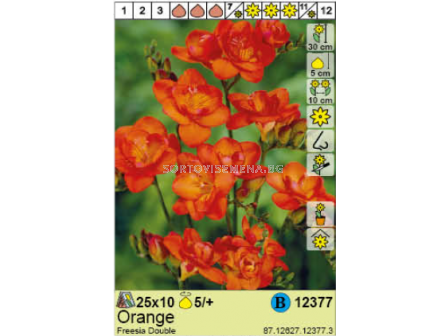 Фрезия оранжева/ Freesia Double Orange - 1 оп. - 10 броя