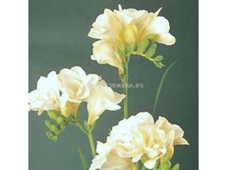 Фрезия Кичеста Бяла 