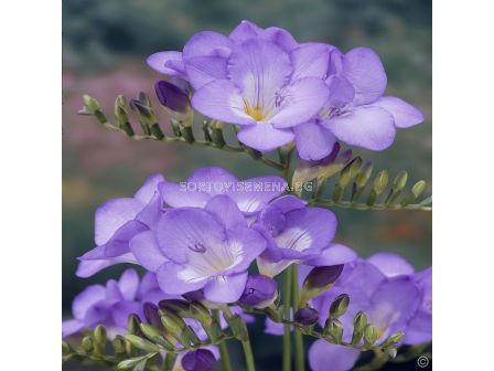 Фрезия Синя 