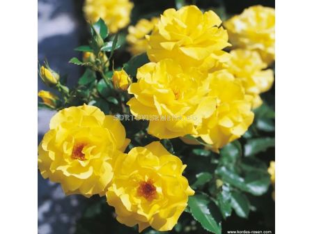 Роза Friesia (флорибунда) - Kordes - 1 брой - 2