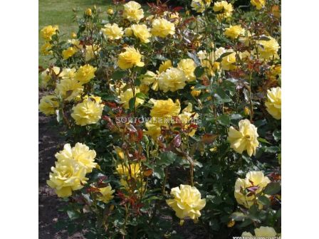 Роза Friesia (флорибунда) - Kordes - 1 брой - 3