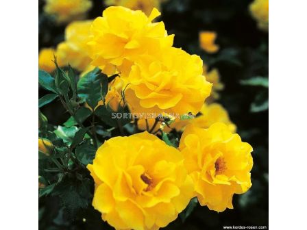 Роза Friesia (флорибунда) - Kordes - 1 брой - 4