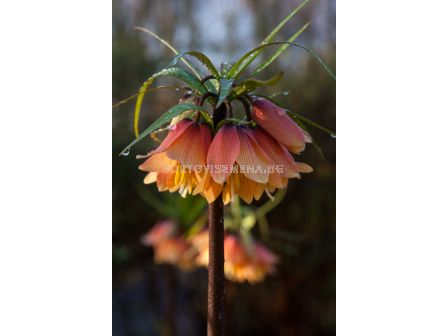 Фритилария /Fritillaria 'Satie''/ 1 бр