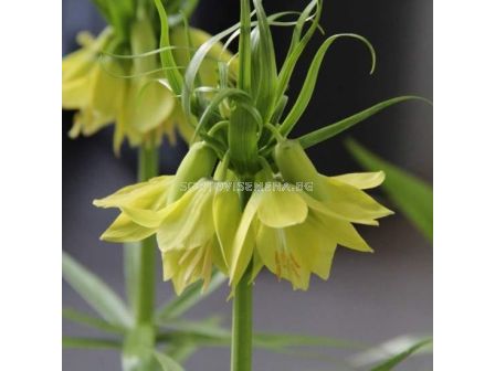 Фритилария / Fritillaria imperialis 'Early Passion' / 1 бр