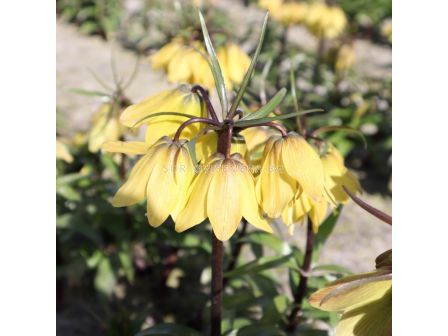 Фритилария / Fritillaria 'Helena' / 1 бр