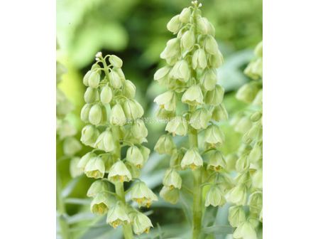 Фритилария / Fritillaria Ivory Bells / 1 бр