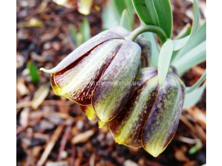 Фритилария /Fritillaria Crassifolia / 1 бр