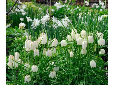 Фритилария / Fritillaria meleagris Alba/ 1 бр