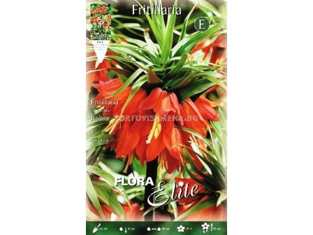 Фритилария - Fritillaria Imperialis Rubra