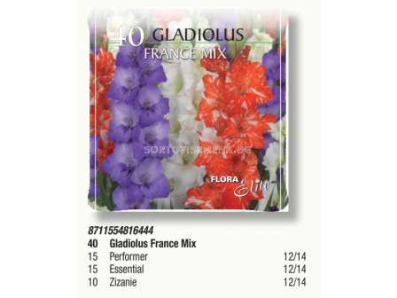 Гладиоли France Mix в pizza box - 1 кутия - 40 бр. луковици - sortovisemena.bg Гладиоли France Mix в pizza box - 1 кутия - 40 бр. луковици