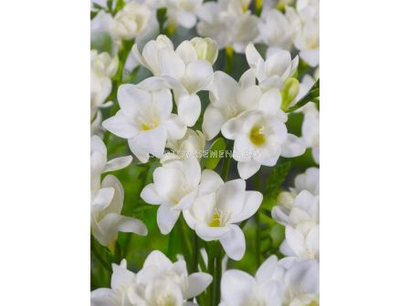 Фрезия single white - 1 бр.