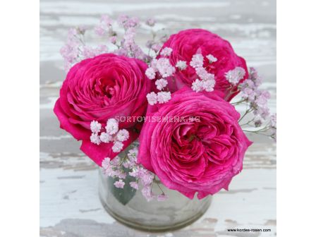 Роза Freifrau Caroline ADR - 1 брой - 4