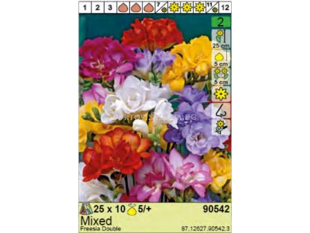 Фрезии (Freesia) - (1 оп - 10 луковици)