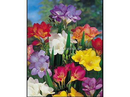 Фрезии - микс 25бр