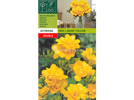 фрезии Кичести -Freesia Kichesta - жълти 20 бр