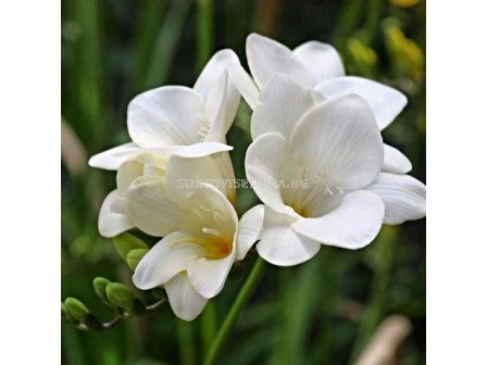 Фрезия Бяла - Freesia White
