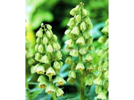 Фритилария Persica Alba - 1бр