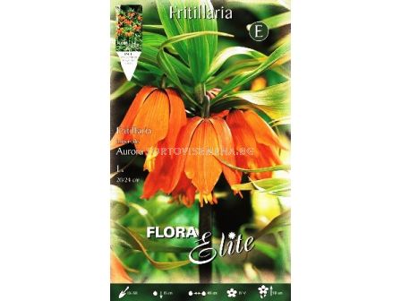 Фритилария - Fritillaria Imperialis Aurora