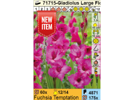 Гладиол Fuchsia Temptation - 1 брой