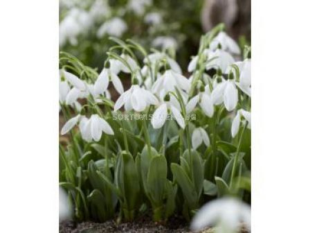 Кокиче/ Galanthus elwesii Mount Everest - 1 бр.