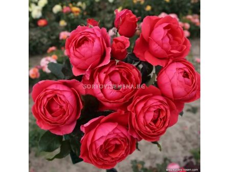 Роза Gartenprinzessin Marie-José (флорибунда) серия Parfuma-Kordes- 1 брой - 4