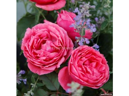 Роза Gartenprinzessin Marie-José (флорибунда) серия Parfuma-Kordes- 1 брой - 5