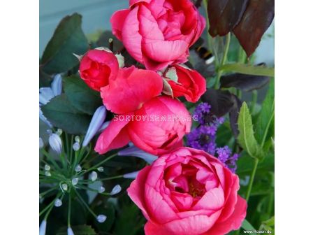 Роза Gartenprinzessin Marie-José (флорибунда) серия Parfuma-Kordes- 1 брой - 6