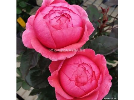 Роза Gartenprinzessin Marie-José (флорибунда) серия Parfuma-Kordes- 1 брой - 7