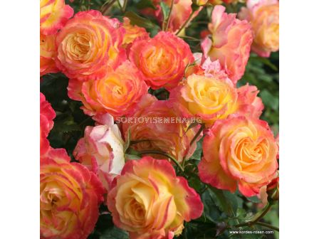 Роза Gartenspaß - 1 брой - 2