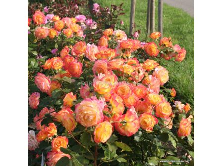Роза Gartenspaß - 1 брой - 3