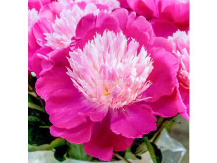 Божур Paeonia gay paree/ Peony - 1 бр.