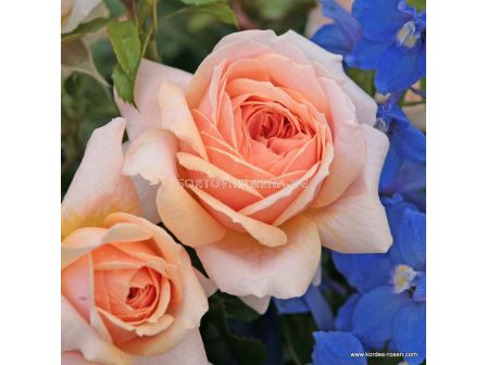 Роза Garden of Roses ADR (флорибунда)- Kordes - 1 брой - 1