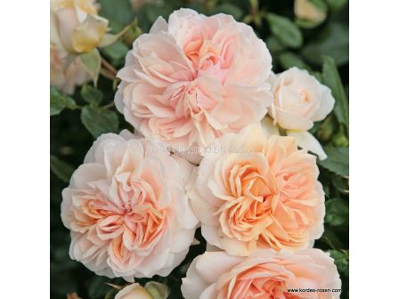 Роза Garden of Roses ADR (флорибунда)- Kordes - 1 брой - 3