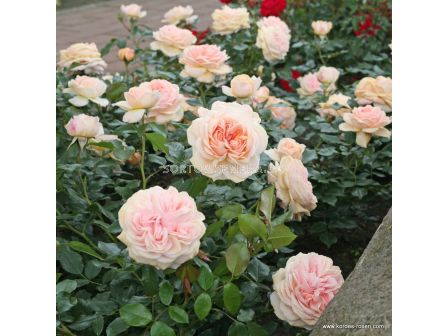 Роза Garden of Roses ADR (флорибунда)- Kordes - 1 брой - 4