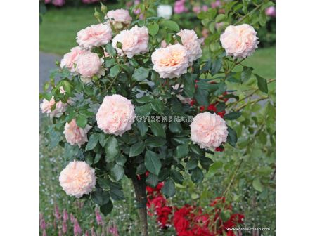 Роза Garden of Roses ADR (флорибунда)- Kordes - 1 брой - 2