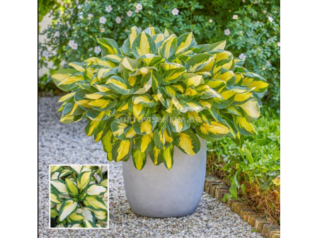 Хоста Georgia Sweetheart/ Hosta - 1 брой