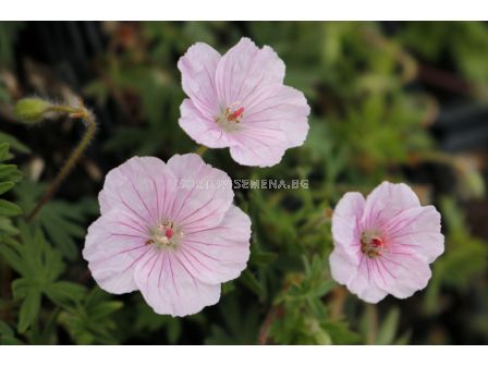 Здравец / Geranium Striata / 1 бр			