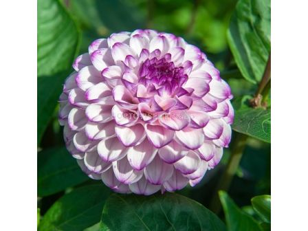 Далия Genova - 1 бр.