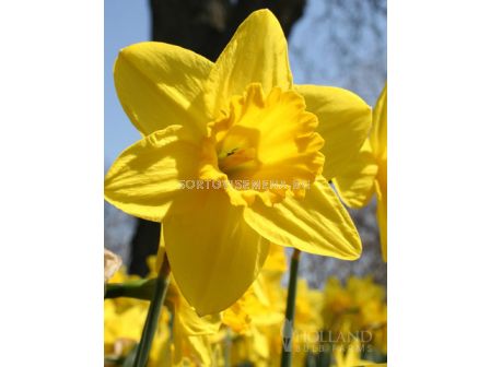 Нарцис large-cupped Gigantic Star - 1 бр.