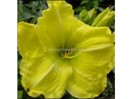 Хемерокалис Girl Scout - 1 брой