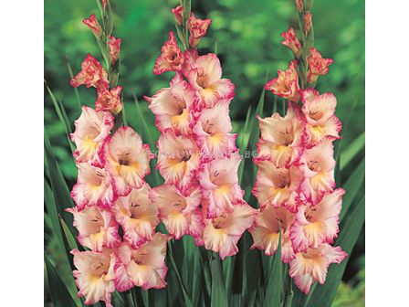 гладиол Priscilla - gladiolus Priscilla