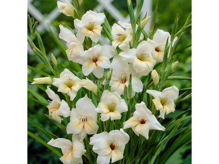 Гладиол Halley - Gladiolus nanus 'Halley' - 1 бр.
