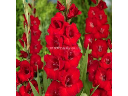 Гладиол Roma/ Gladiolus large-flowered Roma - 1 бр.